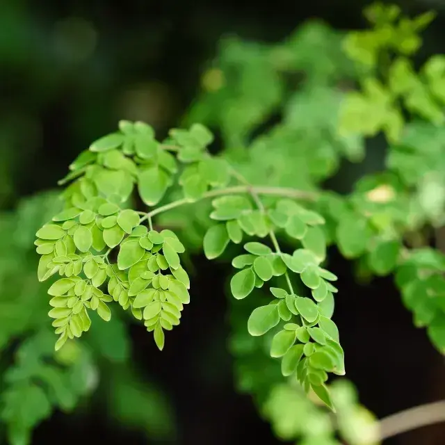 moringa.webp