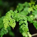 moringa.webp