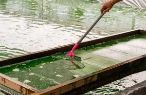 Spirulina_and_Matcha_Benefits.webp