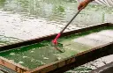 Spirulina_and_Matcha_Benefits.webp