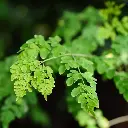 moringa.webp