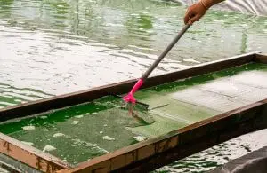 Spirulina_and_Matcha_Benefits.webp