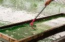 Spirulina_and_Matcha_Benefits.webp